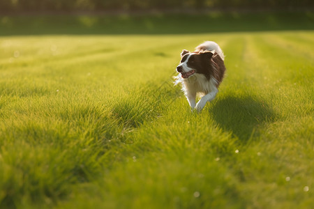 狗狗在草地上奔跑玩耍图片