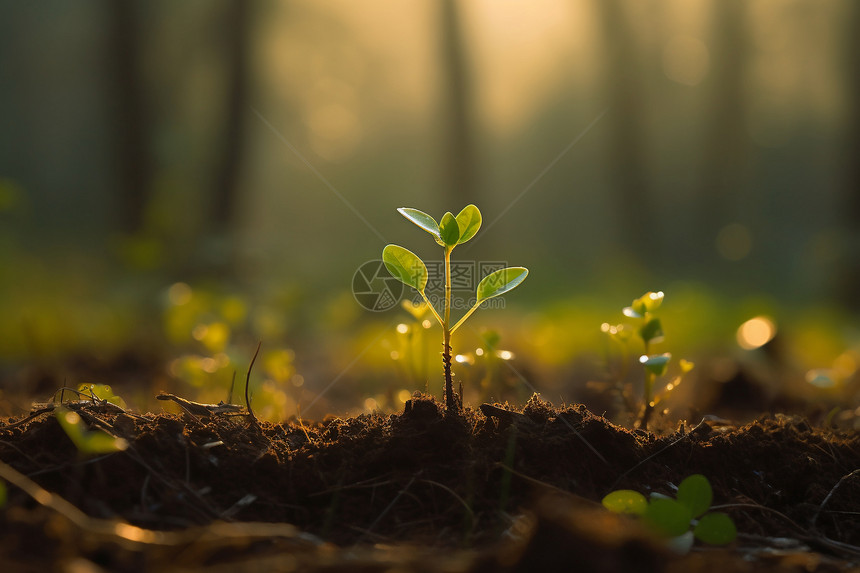 晨光下的幼小植物特写图图片