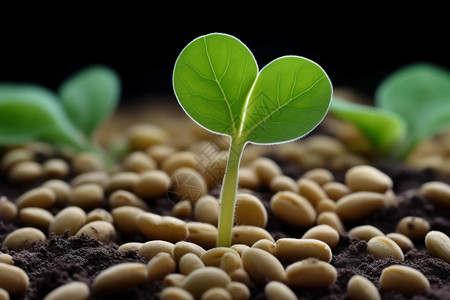 大豆种子图图片
