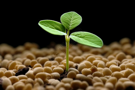 大豆种子大豆植物发芽特写图设计图片