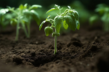 鲜种植的番茄幼苗特写背景