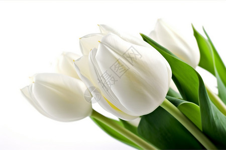 鲜花种植白色郁金香特写镜头设计图片