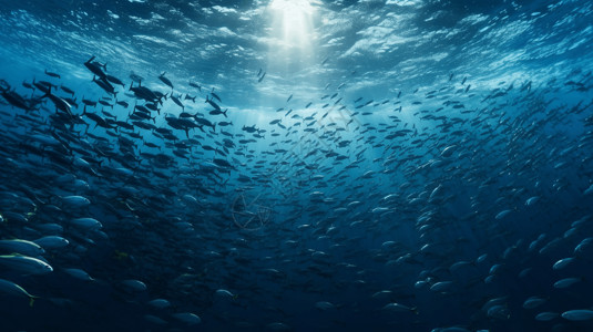 大海中的鱼群图片