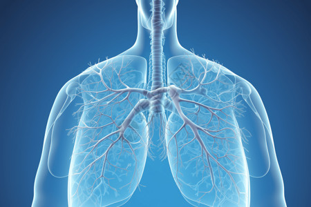 器官透视图人体肺部插画