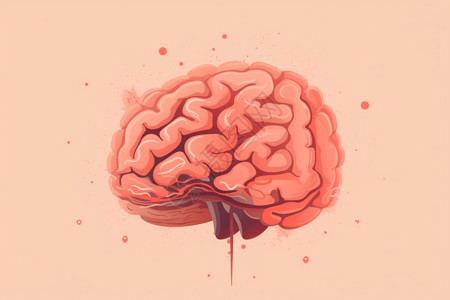 脑部发育大脑的海马体插画