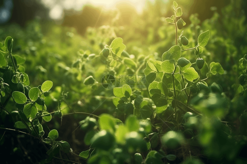 豌豆植物种植园场景图片