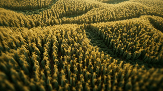绿色的玉米地乡村玉米地3D概念图设计图片