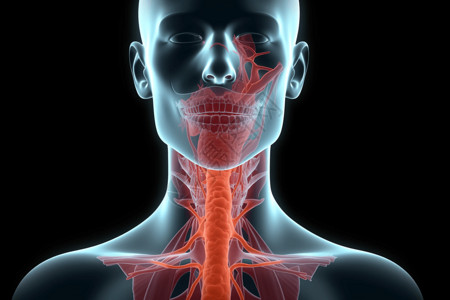 喉管3D医学喉管高清图片