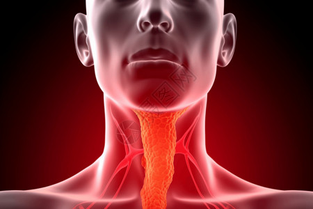 人类喉部呼吸系统图片