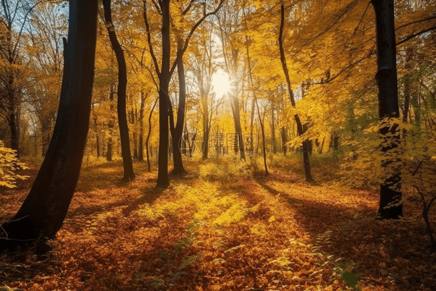 秋天宁静的树林图片