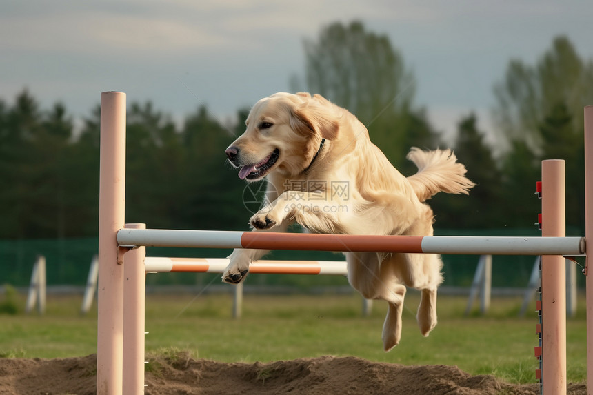 金毛猎犬敏捷跳跃图片