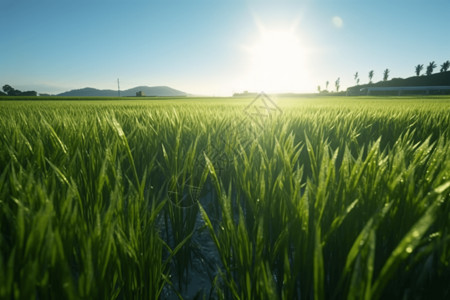 杂交水稻稻田背景图片
