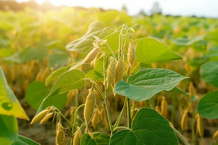 成熟大豆植物图片