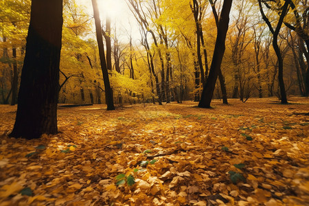落叶点缀了秋天的丛林图片