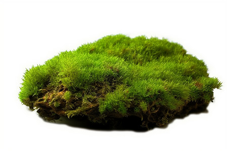 绿色苔藓青苔绿油油高清图片