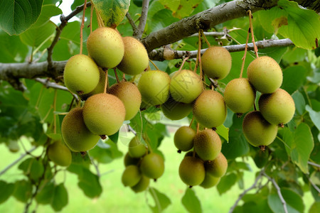 果实丰富的猕猴桃树图片