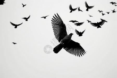 灰色天空下的白鸽背景图片