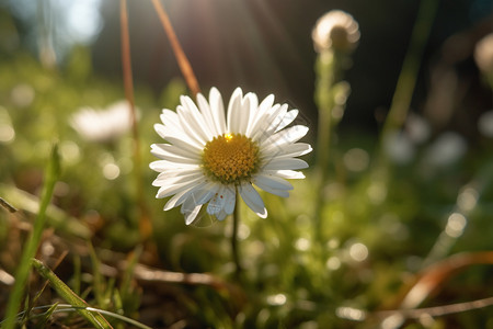 阳光下的白色雏菊图片