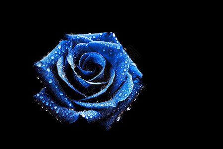 蓝色玫瑰图片