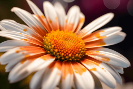 室内鲜花特写雏菊花瓣特写设计图片