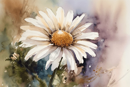 水彩画的雏菊背景图片