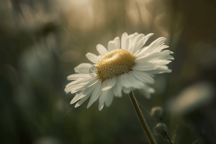 精致雏菊花朵图片