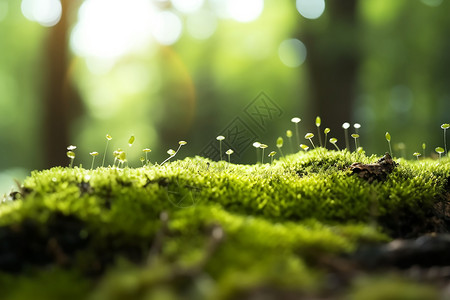 苔藓素材茂密的苔藓设计图片