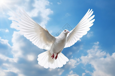 白鸽飞翔天空背景上的白鸽设计图片
