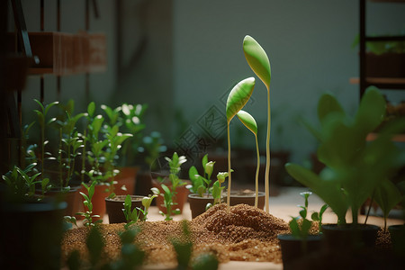 植物苗圃室内的植物设计图片