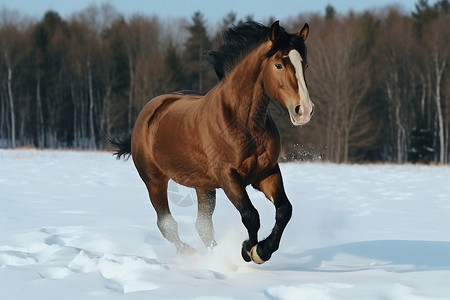 马在雪地上奔跑高清图片