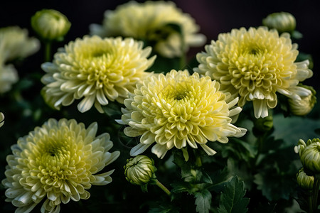 花园中的菊花高清图片