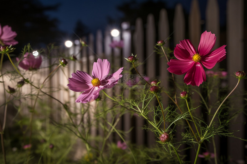 花园里的花朵图片