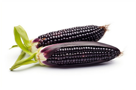 白色背景上的有机黑玉米背景图片