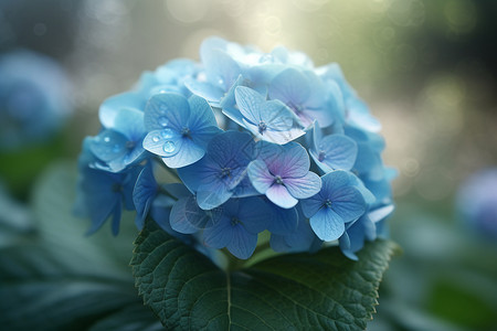 蓝色绣球花在自然背景下图片