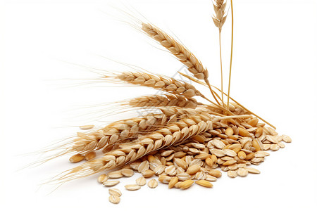 燕麦和小麦粮食图片