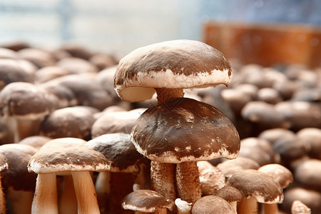 种植的有机香菇高清图片