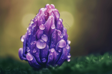 鲜花种植紫色风信子的图片设计图片