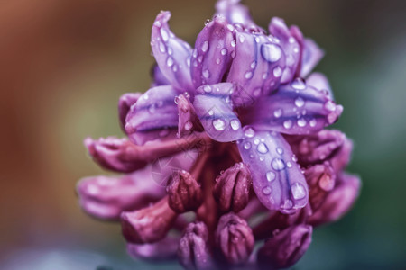 鲜花种植紫色风信子的宏观透视图设计图片