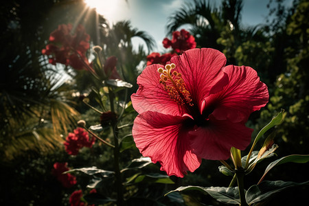 热带芙蓉花园中美丽的芙蓉背景