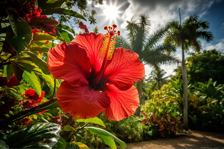 热带芙蓉花园中的芙蓉背景