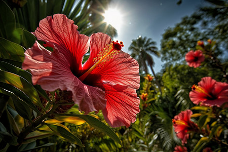 热带芙蓉热带花园中的芙蓉背景