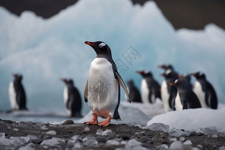南极半岛内的企鹅图片