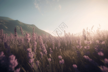 百日菊一片花园紫色薰衣草的田野设计图片