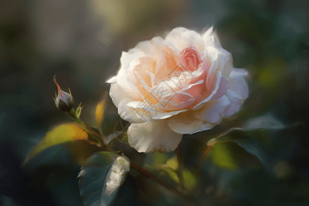 一朵粉色花一朵粉色鲜艳的玫瑰设计图片