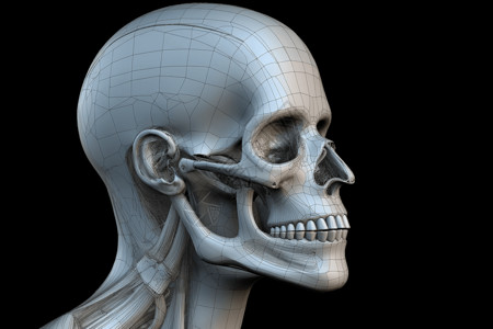 面部解剖结构概念图背景图片
