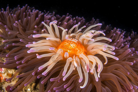 美丽的生物海里美丽的海葵设计图片