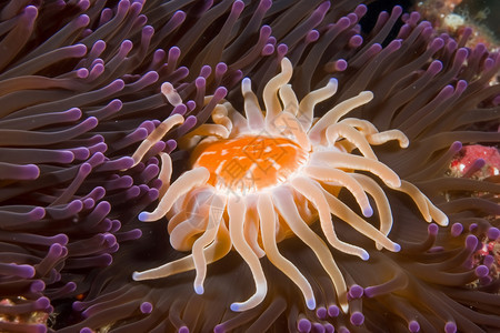 海里动物美丽的海葵设计图片