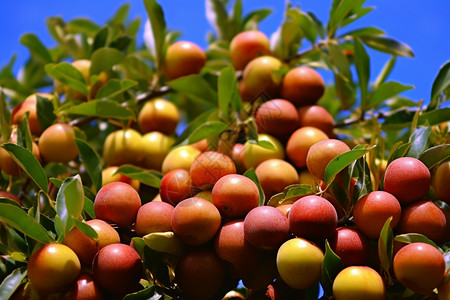 一颗颗红枣水果野枣树高清图片