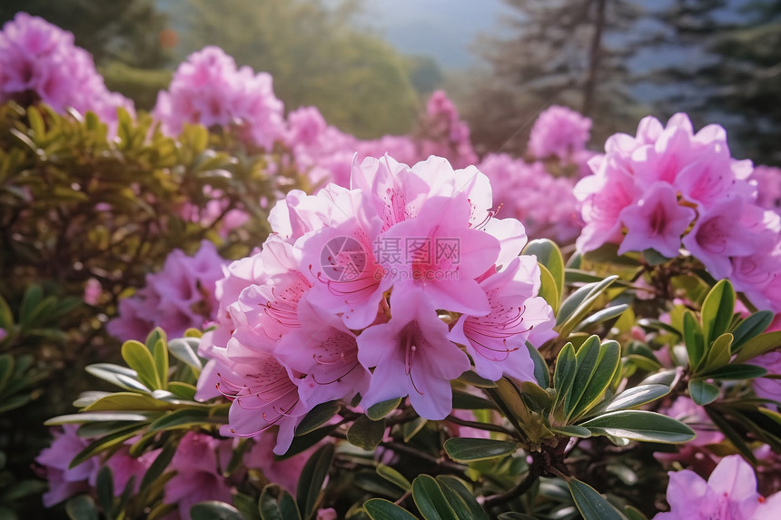 杜鹃花开花了图片