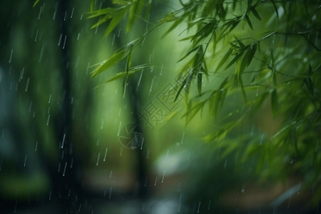 雨中的竹林背景图片